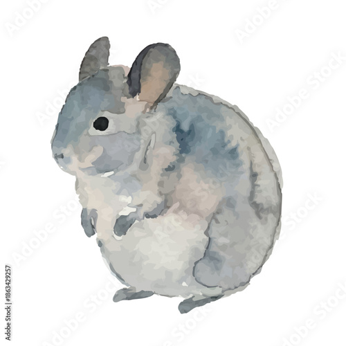 Watercolor-style chinchilla illustration／チンチラ