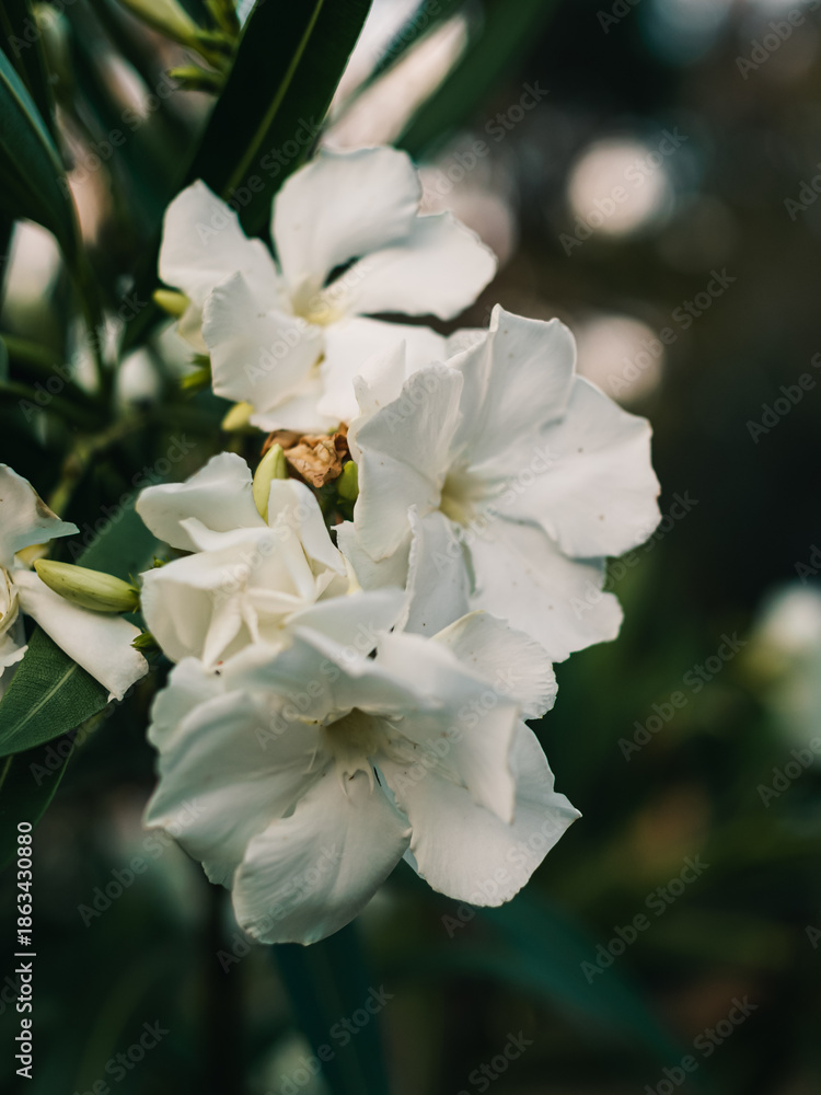 custom made wallpaper toronto digitalNerium oleander
