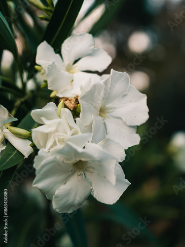 Nerium oleander