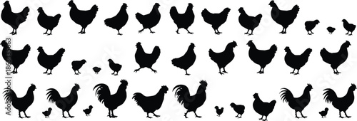 Chicken silhouettes set, hen rooster chick collection, farm poultry bird vector illustration, black animal icons, isolated on white background, for stock design use