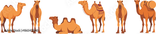 Desert camel illustration set, dromedary animals in various poses, traditional saddle and cargo elements, flat vector design for stock use