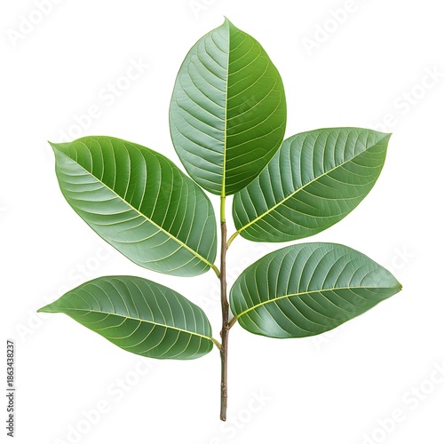 Vibrant Green Leaves on a Branch Isolated