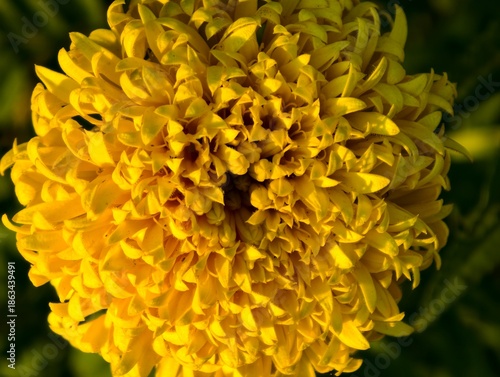 yellow chrysanthemum flower