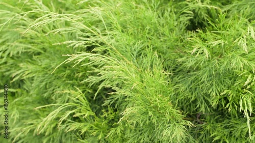 Close-up footage of lush green pine foliage moving gently in the wind. Natural evergreen leaves form a calming botanical background, ideal for nature, environment, relaxation, and eco concepts.