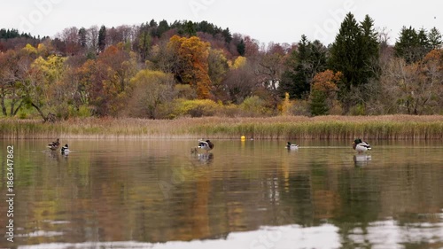 Ducks on Tegernsee (lake in Bavaria)
