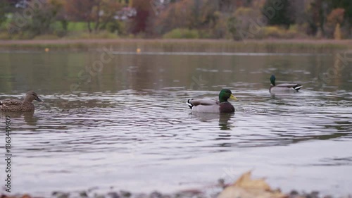 Ducks on Tegernsee (lake in Bavaria)
