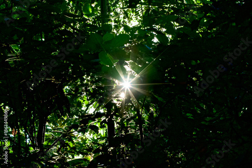 Starry ray of light through the dark amazon rainforest in Colombia.