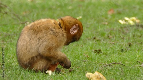 squirrel eating grass