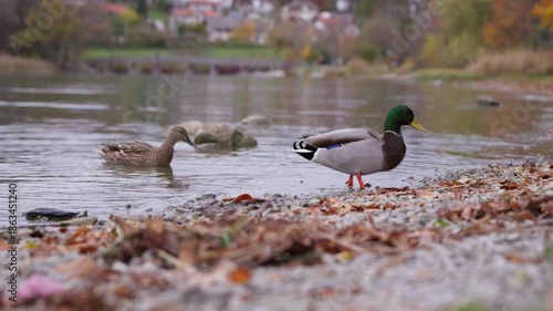 Ducks on Tegernsee (lake in Bavaria)