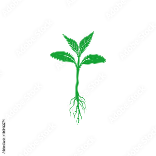 Freshly sprouted green seedling with a visible root system, embodying vital growth, renewal, and the essence of botanical beginnings in nature