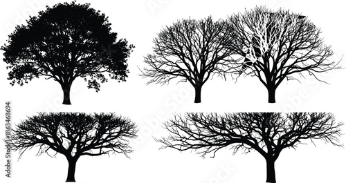 Silhouettes of Four Trees Showing Seasonal and Structural Variation, Calm Mood, One-Panel Nature and Morphology Vector Illustration Design