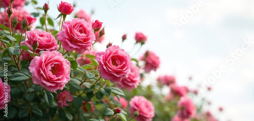 Wallpaper Mural Pink climbing roses bloom on a bush against a light sky. Green leaves and buds complement the vibrant floral display. Perfect for romantic or garden themes. Torontodigital.ca