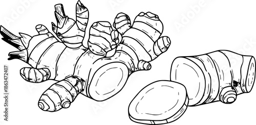 Fresh ginger root and sliced pieces, colorful hand drawn vector illustration
