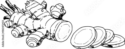 Fresh ginger root and sliced pieces, colorful hand drawn vector illustration
