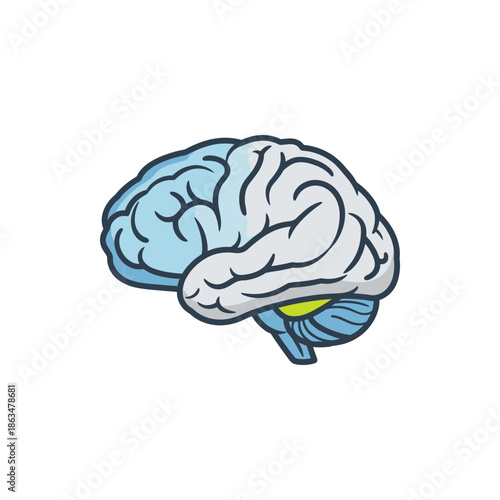 An artistic illustration of a human brain showing distinct lobes and cerebellum, perfect for medical and educational content