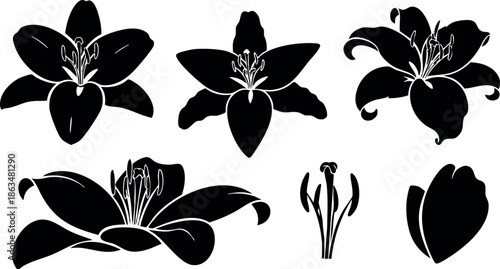 Black silhouette lily flower vector set with isolated floral elements and petals 