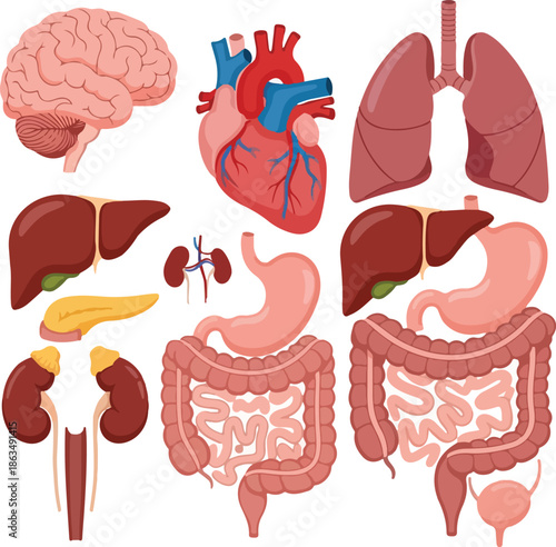 Vector illustration of human internal organs, including the brain, heart, lungs, liver, kidneys, and digestive system. Perfect for medical education, anatomy studies, and health