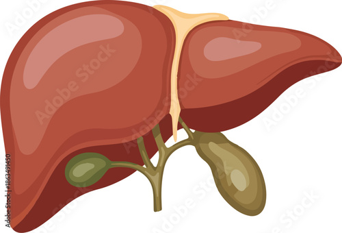 A detailed vector illustration of human internal organs, specifically the liver and gallbladder, presented on a white background. Perfect for medical presentations, educational materials,