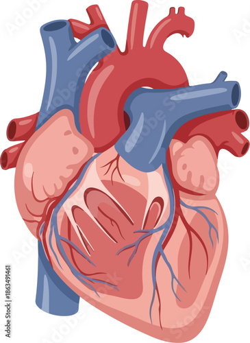 A detailed vector illustration of a human heart showing internal organs. Perfect for medical presentations, educational materials, and health brochures.