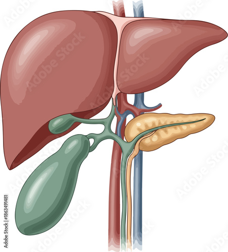 Vector illustration of human internal organs, focusing on the liver, gallbladder, and pancreas in detail, with a white background. Great for medical presentations, educational materials,