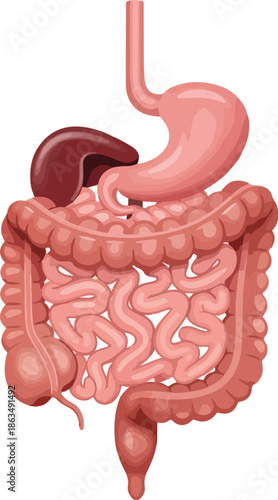 Vector illustration of human internal organs, specifically the digestive system including the stomach, small intestine, and large intestine. Perfect for medical education, health brochures,