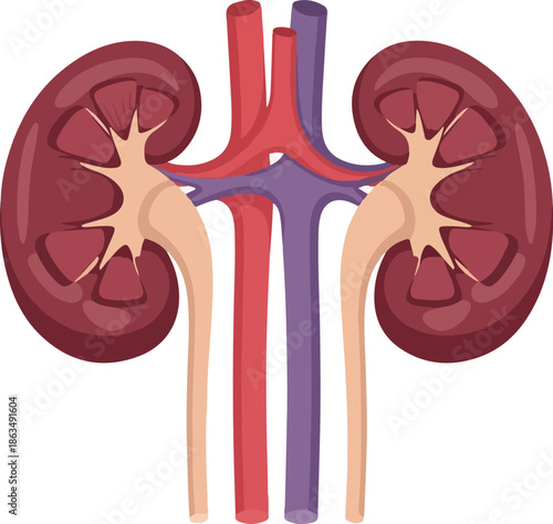 Vector illustration of human internal organs, specifically the kidneys and their vascular system, shown in a detailed anatomical style with vibrant colors. Perfect for medical