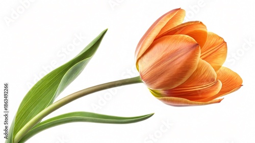 Fresh Orange Tulip Flower with Green Leaves Isolated on White Background