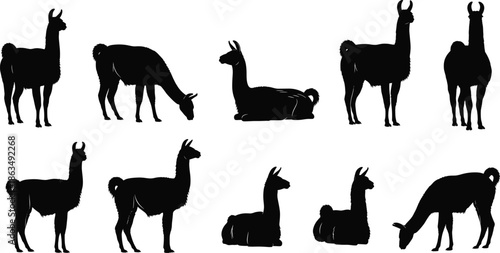Llama silhouette vector illustration set with diverse poses, grazing, standing, lying down, animal design artwork for nature and culture