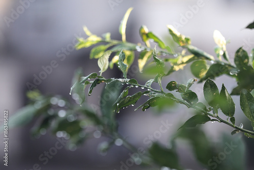 ゆずの木に滴る雨