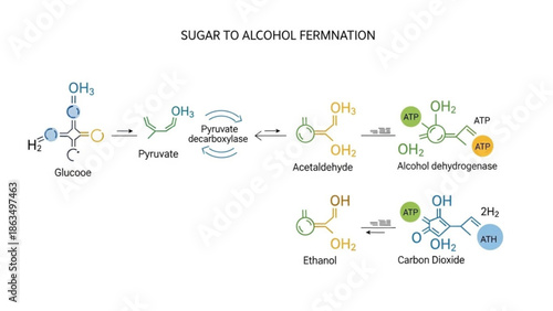 Sugar to alcohol fermentation process biochemical pathway illustration with glucose conversion to ethanol and carbon dioxide with ethanol production with enzyme
