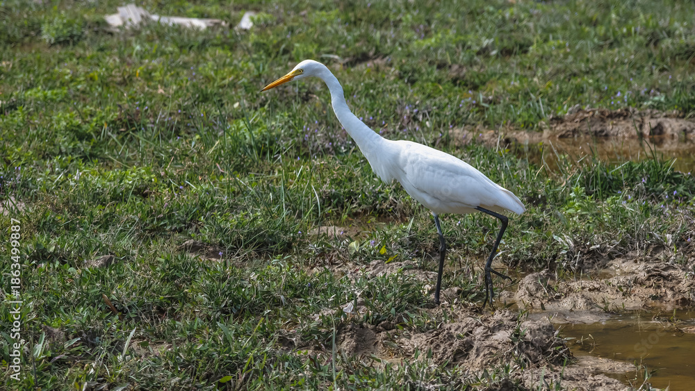 Fototapeta premium Elegant Egrets in Pui O Wetland Habitat Oct 25 2025