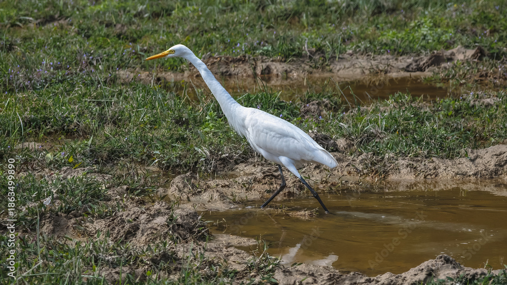 Fototapeta premium Elegant Egrets in Pui O Wetland Habitat Oct 25 2025