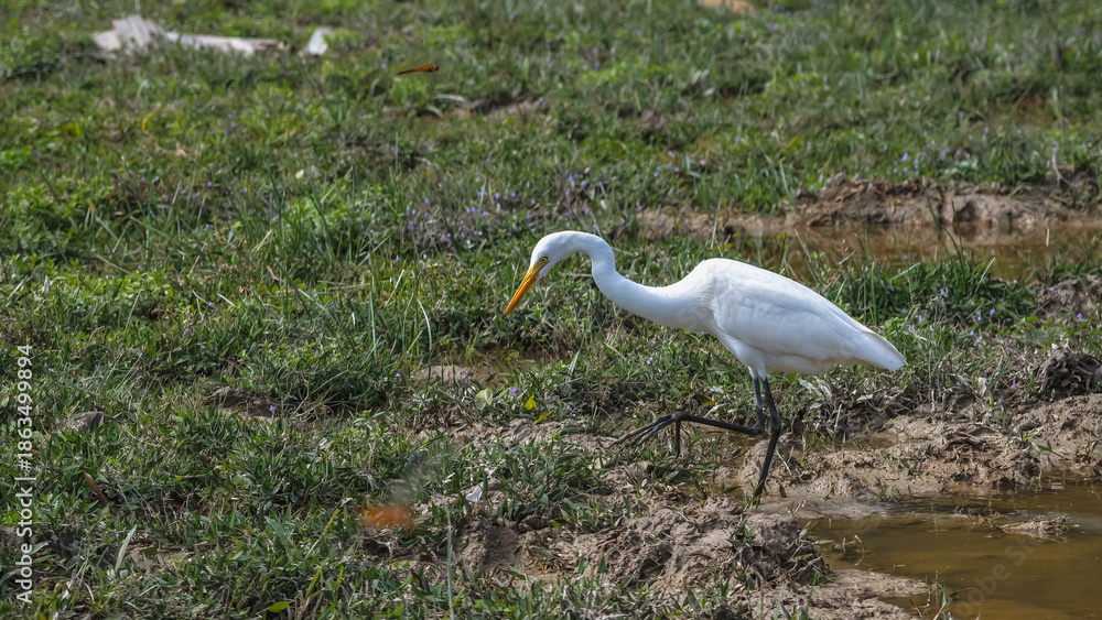 Fototapeta premium Elegant Egrets in Pui O Wetland Habitat Oct 25 2025