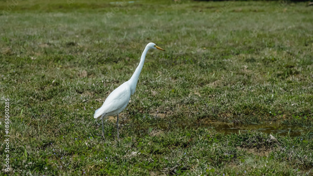 Fototapeta premium Elegant Egrets in Pui O Wetland Habitat Oct 25 2025