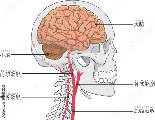 脳の動脈のイラスト、Arteries of the brain、illustration