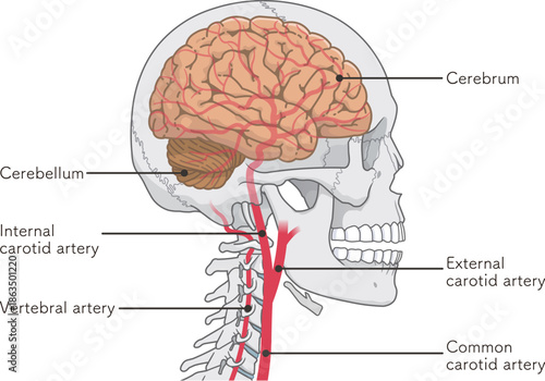 脳の動脈のイラスト、Arteries of the brain、illustration