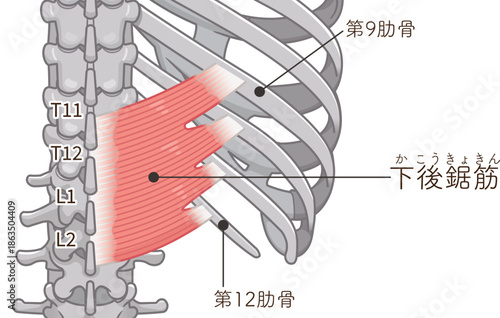 下後鋸筋のイラスト、Serratus Posterior Inferior illustration