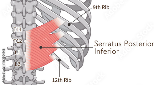 下後鋸筋のイラスト、Serratus Posterior Inferior illustration