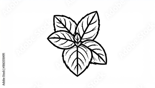 Elegant Basil Herb Illustration - A Culinary and Botanical Delight.