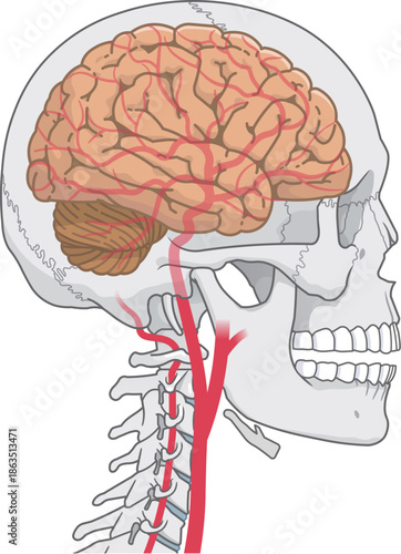 脳の動脈のイラスト、Arteries of the brain、illustration