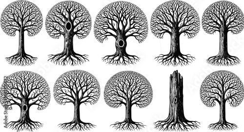 Set of ten black hand drawn oak tree silhouettes with roots isolated on white background for nature and forest design