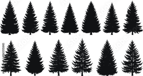 Set of thirteen black silhouette pine and spruce trees isolated on white background for winter forest nature and mountain vector design