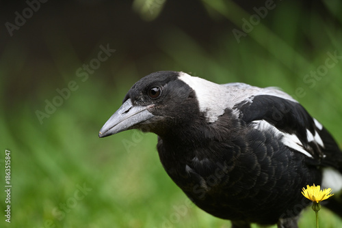 Side view of an inquisitive juvenile Australian magpie standing in a grassy yard, with a dandelion flower in the foreground, its head slightly tilted