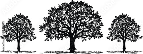 Set of three black oak tree silhouettes with detailed leaves and spreading branches isolated on white background for nature landscape design