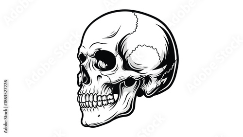 Detailed Skull Illustration Highlighting Anatomy.