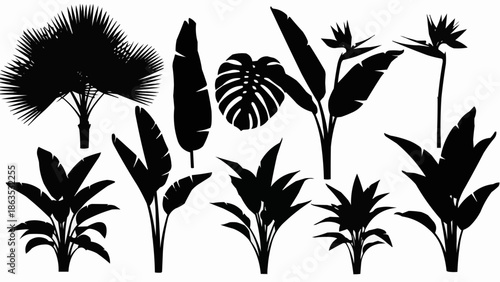 Collection of tropical plant silhouettes isolated on white background.