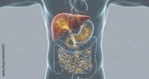 First Pass Effect of Oral Drugs Through Liver Metabolism