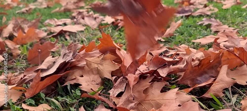 wind fallen leaves leaf autumn