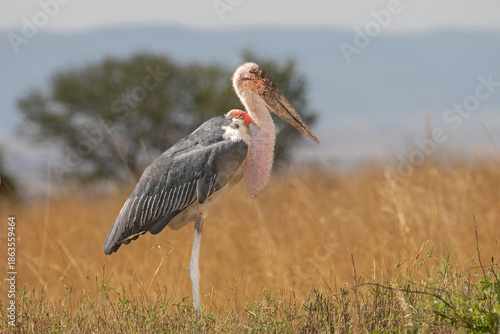 Marabou stork standing on African plains