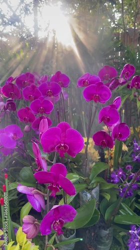 Flower garden outdoor on summer, stock video